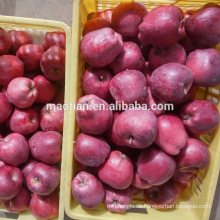 Red Delicious Huaniu Apfel